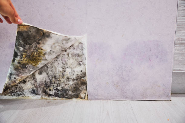 Best Attic Mold Removal  in Bremen, IN